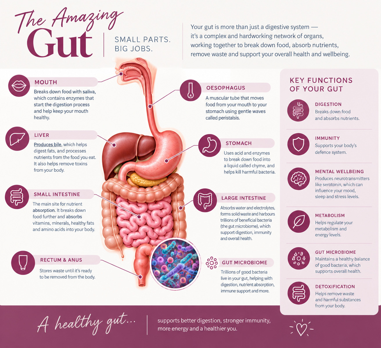 Illustrated overview of the digestive system and the gut microbiome